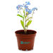 SMALL Terra Cotta Planter Kits - Grow Flowers and Herbs at Your Desk