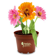 MEDIUM Terra Cotta Planter Kits - Grow Flowers and Herbs at Your Desk