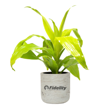 Full Size Dracaena Limelight, ZZ or Golden Pothos Plant in Fiberstone Pot - Hard to Kill!