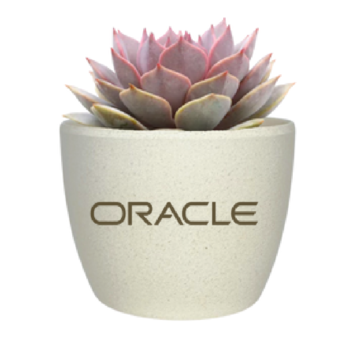 Mini Jade Plant, Blue Echeveria or Zebra Succulent Desk Plant in Classic Shape Recycled Pot - Hard to Kill!