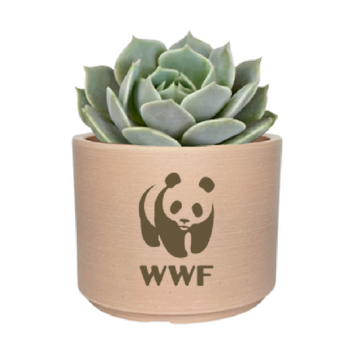 Mini Jade Plant, Blue Echeveria or Zebra Succulent Desk Plant in Recycled Pot - Hard to Kill!