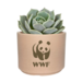 Mini Jade Plant, Blue Echeveria or Zebra Succulent Desk Plant in Recycled Pot - Hard to Kill!