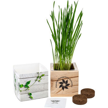 *NEW* Wooden Cube Grow Kit with Choice of Seeds Makes a Great Desk Gift