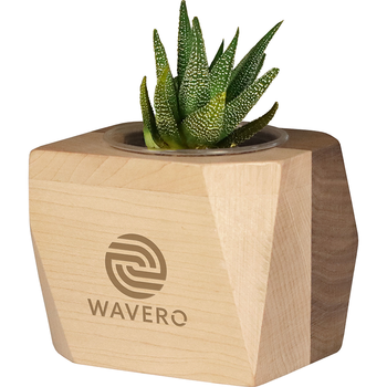 *NEW* Geometric Wooden Planter with Live Mature Succulent