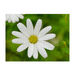 *NEW* 500 Piece Jigsaw Photo Puzzle - 12-Piece Minimum Order